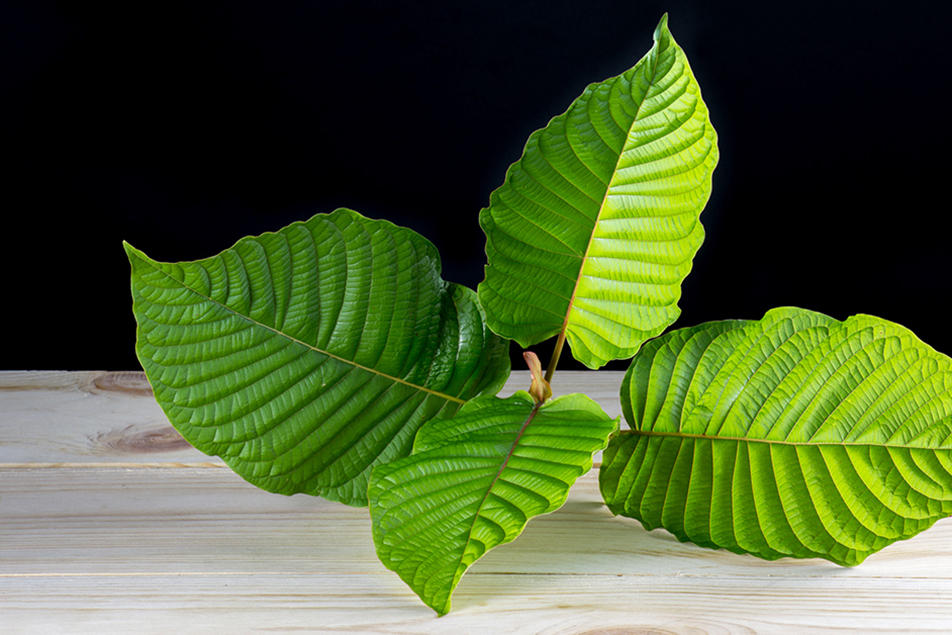 Kratom Cultivation's Environmental Effects: An Introduction